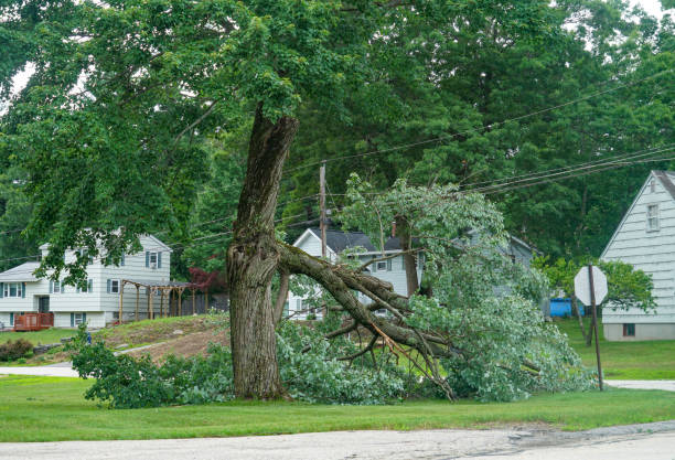 Best Local Tree Services  in San Antonio Heights, CA